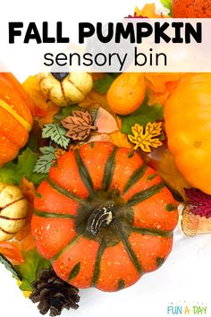 This simple pumpkin sensory bin is perfect for your next pumpkin theme, or just to celebrate fall. It’s engaging to the senses, simple to prep, and easy to make tweaks to based on your preferences.