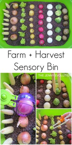 Farm Harvest Sensory Bin – Connect your kids to their food through sensory play! on The Jenny Evolution